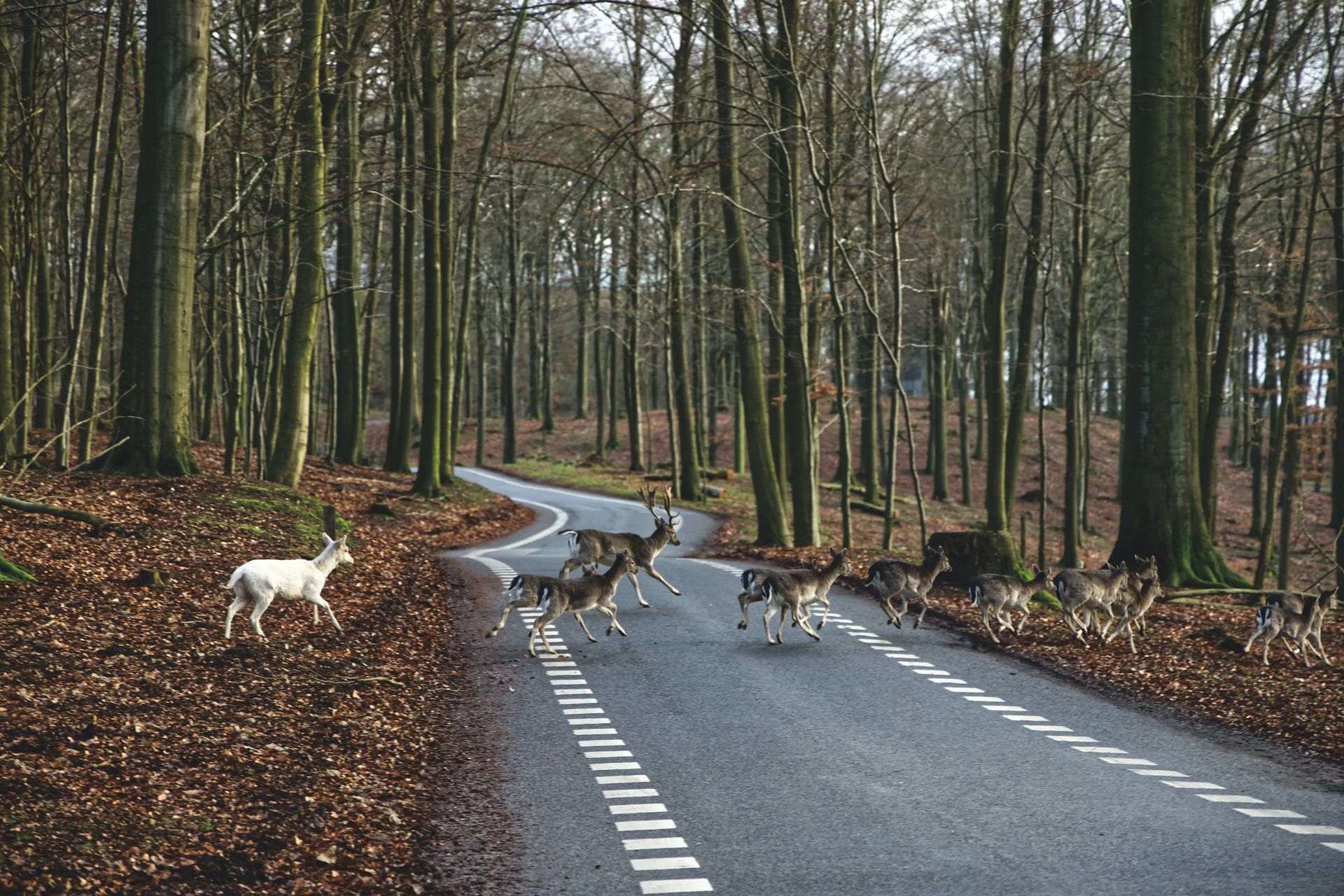 Deer crossing the road near Bossier City