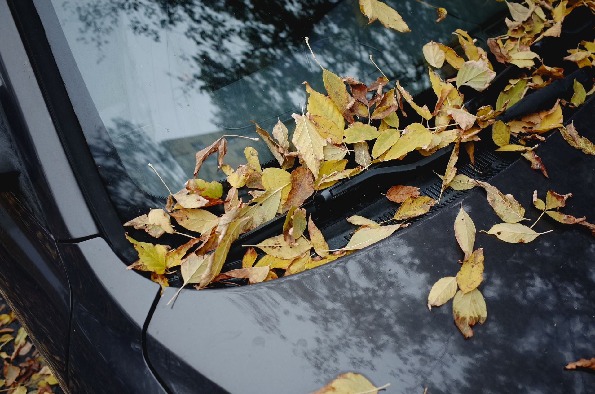 A car on a Bossier City street covered with fall leaves